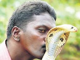 Read more about the article പാമ്പുകളുടെ തമ്പുരാന്‍ വാവ സുരേഷിന് മൂര്‍ഖന്റെ കടിയേറ്റു.