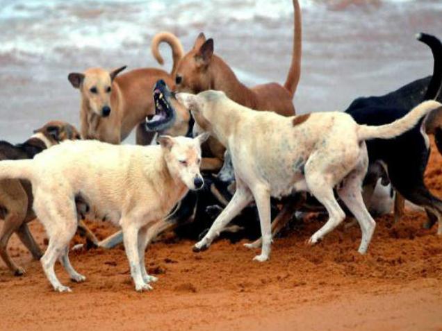 You are currently viewing മലപ്പുറത്ത് 4 വിദ്യാര്‍ഥിനികള്‍ക്ക് തെരുവുനായയുടെ കടിയേറ്റു.