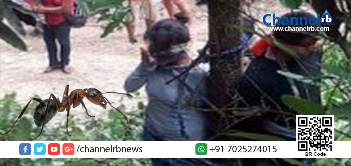 You are currently viewing കൊടും വിഷമുള്ള ഉറുമ്പുകള്‍ യുവതിയെ കടിച്ച് കൊന്നു.