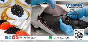 Read more about the article ഒരു മീന്‍ മുട്ടയുടെ വില 23 ലക്ഷം രൂപ! ഞെട്ടെണ്ട, ബെലുഗയുടെ കേവിയാറാണ് ലോകത്തിലെ ഏറ്റവും വിലകൂടിയ ഭക്ഷണം.