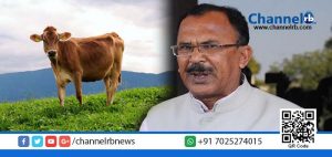 Read more about the article പശു പാല്‍ മാത്രമല്ല, ഓക്‌സിജനും തരുമെന്ന് കണ്ടെത്തല്‍!