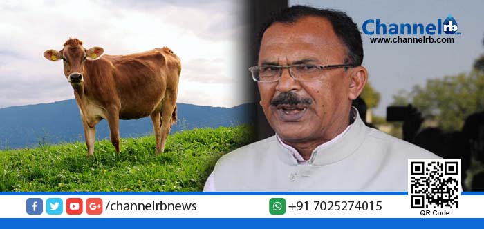 You are currently viewing പശു പാല്‍ മാത്രമല്ല, ഓക്‌സിജനും തരുമെന്ന് കണ്ടെത്തല്‍!