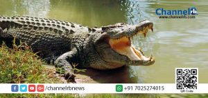 Read more about the article മുതലയ്ക്കൊപ്പം സെൽഫിയെടുക്കാൻ ശ്രമിച്ച യുവതിക്ക് സംഭവിച്ചത്…!