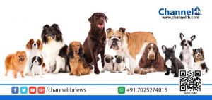 Read more about the article നായവളര്‍ത്തുന്നതിന് പുതിയ നിയമങ്ങളുമായി കേന്ദ്ര സര്‍ക്കാര്‍.