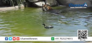 Read more about the article പ്രിയ കടുവേ നീ അറിയുക, ശക്തിയേക്കാള്‍ യുക്തി നന്ന്‌…