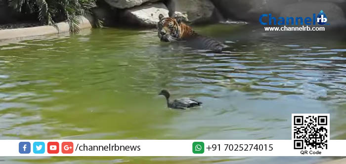 You are currently viewing പ്രിയ കടുവേ നീ അറിയുക, ശക്തിയേക്കാള്‍ യുക്തി നന്ന്‌…