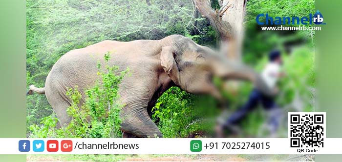 You are currently viewing കാട്ടാനയുടെ ആക്രമണത്തില്‍ വയനാട്ടില്‍ ഒരാള്‍ മരിച്ചു.