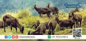 Read more about the article ഫെബ്രുവരി മുതല്‍ ഏപ്രില്‍ വരെ ഇരവികുളം ദേശീയോദ്യാനത്തില്‍ സന്ദര്‍ശകരെ അനുവദിക്കില്ല.