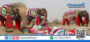 Read more about the article തണുപ്പിനെ തടയാന്‍ മഥുരാപുരിയിലെ ആനകള്‍ക്ക് ഇനി കമ്പിളിക്കുപ്പായം!