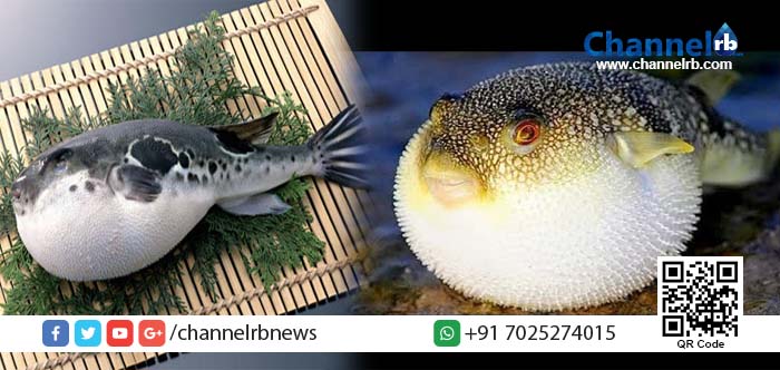 You are currently viewing ഇവന്‍ വിഐപിയൊന്നുമല്ല: പക്ഷേ ഇവനെ പിടിക്കാനും പാചകം ചെയ്യാനും ലൈസന്‍സ് വേണം.