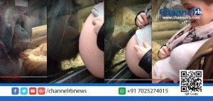 Read more about the article മാതൃത്വത്തിന്റെ മധുരാനുഭൂതി തൊട്ടറിഞ്ഞ് ആള്‍ക്കുരങ്ങും!…