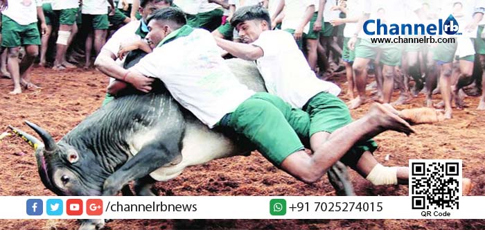 You are currently viewing ജല്ലിക്കെട്ട് : മൂന്ന് മരണം.