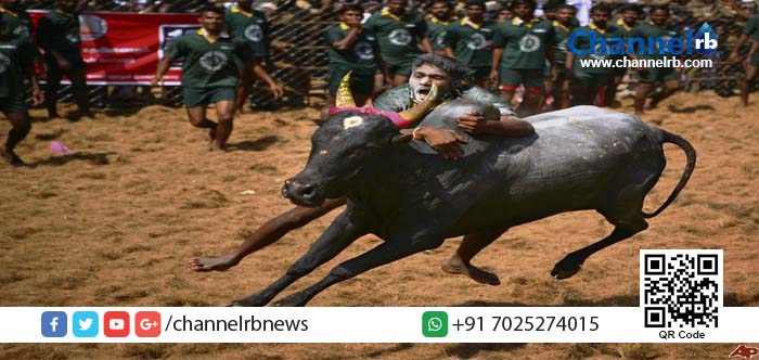 You are currently viewing ജെല്ലിക്കെട്ട്: പ്രതിഷേധത്തിന്റെ മറവില്‍ പോലീസിന്റെ നരനായാട്ട്; സാക്ഷ്യം ഈ ദൃശ്യങ്ങള്‍…