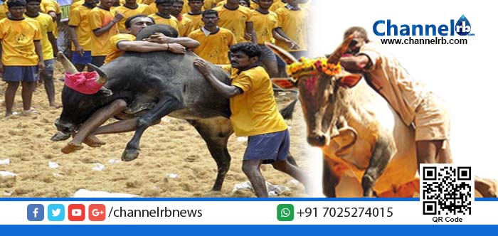 You are currently viewing ജെല്ലിക്കെട്ട് പ്രക്ഷോഭം ആളിപടരുന്നു: പരിഹാരം കാണാന്‍ തമിഴ്‌നാട് മുഖ്യമന്ത്രി ഇന്ന് പ്രധാനമന്ത്രിയുമായി കൂടികാഴ്ച്ച നടത്തി.