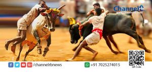 Read more about the article ജെല്ലിക്കെട്ടിന്റെ ആരാധകര്‍ കേരളത്തിലും.