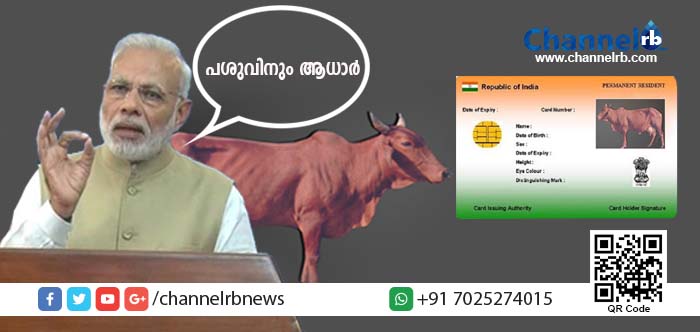 You are currently viewing അമ്പോ, പശുക്കള്‍ക്കും വരുന്നു ആധാര്‍ കാര്‍ഡ്!…