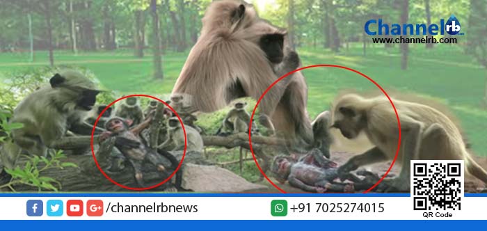 You are currently viewing ഹേ മനുഷ്യാ…അറിയുക, കുരങ്ങിന്‍ മനസ്സ് നിന്നേക്കാള്‍ എത്രമേല്‍ സ്‌നേഹഭരിതം!