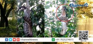 Read more about the article ഡോവിഡ് കണികണ്ടത് പെരുമ്പാമ്പിനെ ; ‘ഒപ്പോസ’ത്തെ വിഴുങ്ങുന്ന പെരുമ്പാമ്പിനെ !