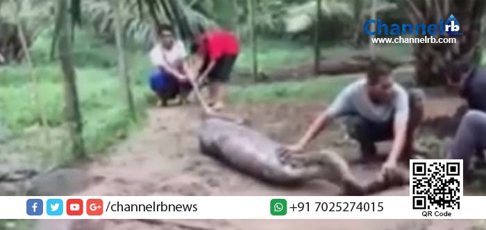 You are currently viewing ആടുകളെ വിഴുങ്ങി വിശ്രമിക്കുകയായിരുന്ന കൂറ്റന്‍ പെരുമ്പാമ്പിനെ പിടികൂടി.