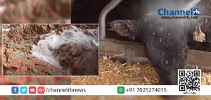 Read more about the article ലാഭം നേടാന്‍ കന്നുകാലികള്‍ക്ക് കാലിത്തീറ്റയ്ക്ക് പകരം കാന്‍ഡി മിഠായികള്‍; ഉടമയെ അറസ്റ്റ് ചെയ്തു.