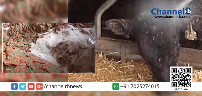 You are currently viewing ലാഭം നേടാന്‍ കന്നുകാലികള്‍ക്ക് കാലിത്തീറ്റയ്ക്ക് പകരം കാന്‍ഡി മിഠായികള്‍; ഉടമയെ അറസ്റ്റ് ചെയ്തു.