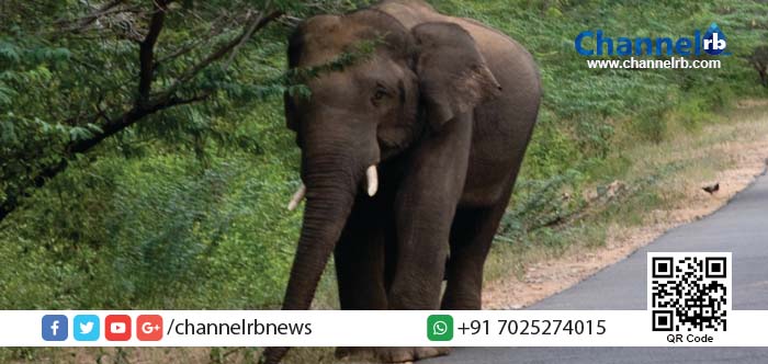 You are currently viewing കാട്ടാനയുടെ ആക്രമണത്തില്‍ യുവാവ് കൊല്ലപ്പെട്ടു.