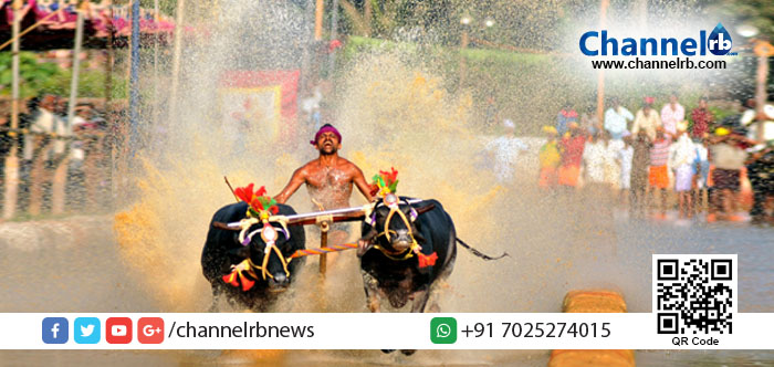 You are currently viewing കമ്പള(പോത്തോട്ടം) നിരോധിച്ചതിനെതിരെ കര്‍ണ്ണാടകയില്‍ പ്രതിഷേധം.