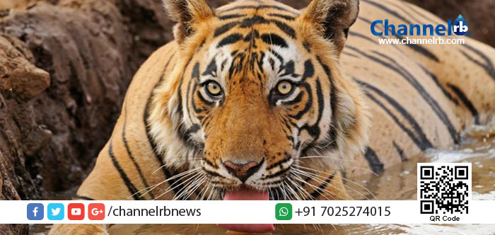 You are currently viewing വൈല്‍ഡ്‌ലൈഫ് പാര്‍ക്കില്‍ യുവാവിനെ കടുവകള്‍ കടിച്ചു കീറി; ഞെട്ടിപ്പിക്കുന്ന ദൃശ്യങ്ങള്‍ സാക്ഷി.