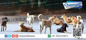 Read more about the article വീടിനുള്ളില്‍ ഉറങ്ങി കിടന്ന പിഞ്ചുകുഞ്ഞിനെ തെരുവ് നായകള്‍ കടിച്ചു കൊണ്ട് പോയി.