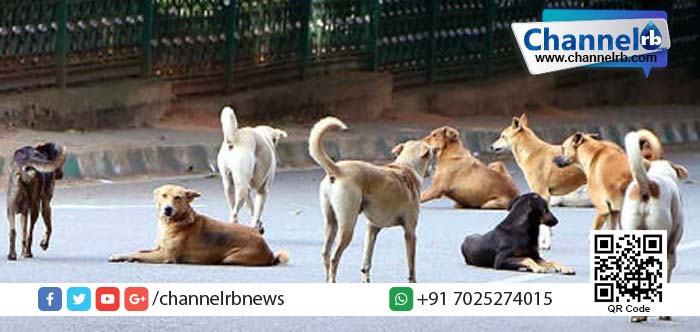 You are currently viewing വീടിനുള്ളില്‍ ഉറങ്ങി കിടന്ന പിഞ്ചുകുഞ്ഞിനെ തെരുവ് നായകള്‍ കടിച്ചു കൊണ്ട് പോയി.