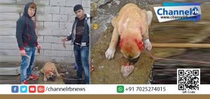 Read more about the article സെല്‍ഫി ഭ്രമം മിണ്ടാപ്രാണിയോടുള്ള കൊടും ക്രൂരതയാകുമ്പോള്‍…