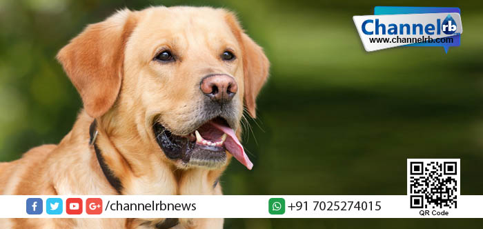 You are currently viewing നിന്നെ സമ്മതിക്കുന്നു നായേ…നിന്റെ അഭിനയം അപാരം!