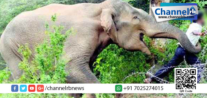 You are currently viewing വയനാട്ടില്‍ വീണ്ടും കാട്ടാനയുടെ ആക്രമണം; കര്‍ണാടക സ്വദേശി കൊല്ലപ്പെട്ടു.