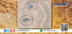 Read more about the article റേഷന്‍ കടയില്‍ നിന്ന് വിതരണം ചെയ്ത ഗോതമ്പില്‍ ചത്ത് ജീര്‍ണ്ണിച്ച എലികള്‍.