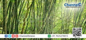 Read more about the article കാസര്‍കോട് വന്‍ തോതില്‍ ഓടക്കാടുകള്‍ വെട്ടി നശിപ്പിക്കുന്നു.