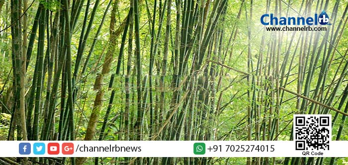 You are currently viewing കാസര്‍കോട് വന്‍ തോതില്‍ ഓടക്കാടുകള്‍ വെട്ടി നശിപ്പിക്കുന്നു.