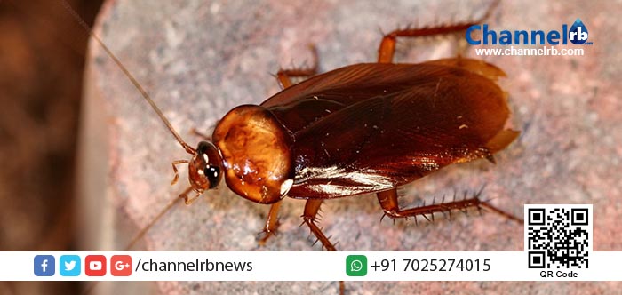 You are currently viewing യുവതിയുടെ തലയ്ക്കുള്ളില്‍ ജീവനുള്ള പാറ്റ! അമ്പരന്ന് വൈദ്യ ശാസ്ത്രം.