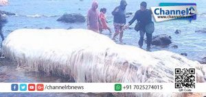 Read more about the article കടല്‍തീരത്തടിഞ്ഞ അജ്ഞാത ജീവി.