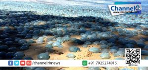 Read more about the article കാഴ്ച്ചക്കാരില്‍ അത്ഭുതമുണര്‍ത്തി ഓസ്‌ട്രേലിയന്‍ തീരത്തടിഞ്ഞ ജെല്ലിഫിഷുകള്‍.