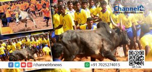 Read more about the article ആവണിപുരം ഇന്ന് ജെല്ലിക്കെട്ട് ആവേശത്തില്‍.