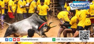 Read more about the article ആവണിപുരത്തെ ജെല്ലിക്കെട്ടില്‍ കാളയുടെ കുത്തേറ്റ്‌ 49 പേര്‍ക്ക് പരിക്ക്.