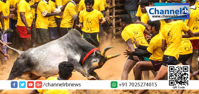 You are currently viewing ആവണിപുരത്തെ ജെല്ലിക്കെട്ടില്‍ കാളയുടെ കുത്തേറ്റ്‌ 49 പേര്‍ക്ക് പരിക്ക്.