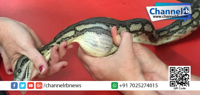 You are currently viewing മനുഷ്യര്‍ക്കുമാത്രമല്ല പാമ്പിനും അബദ്ധം പറ്റും.