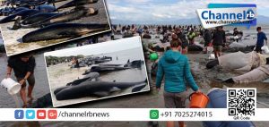 Read more about the article വേലിയേറ്റം രൂക്ഷം: നൂറുകണക്കിന് തിമിംഗലങ്ങള്‍ തീരത്തടിഞ്ഞു.