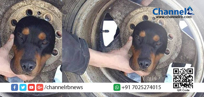 You are currently viewing ദയനീയം ഈ കാഴ്ച.