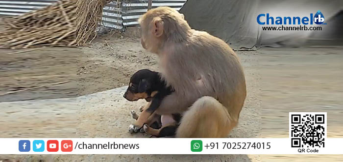 Read more about the article മനുഷ്യര്‍ തല താഴ്ത്തും ഈ അമ്മ കുരങ്ങിന്റെ സ്‌നേഹത്തിനു മുന്നില്‍.