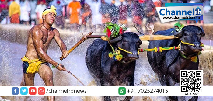 You are currently viewing കര്‍ണാടകയില്‍ കമ്പള (പോത്തോട്ട മത്സരം) നിയമവിധേയമാക്കുന്നു.