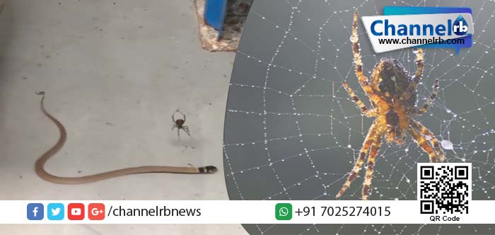 You are currently viewing ചിലന്തിവലില്‍ കുടുങ്ങിയ വിഷപ്പാമ്പിനെ വകവരുത്തി കുഞ്ഞന്‍ ചിലന്തി.