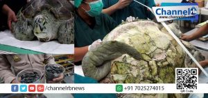 Read more about the article നാണയങ്ങള്‍ ഭക്ഷിക്കുന്ന ആമ ഇനി ഇല്ല: വിഷബാധയേറ്റാണ് തായ്‌ലന്റിലെ കടലാമയുടെ അന്ത്യം.