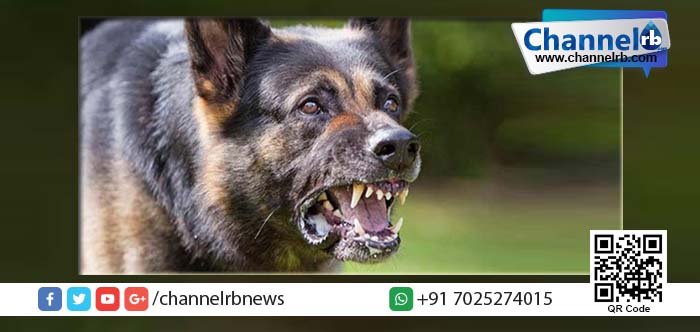 Read more about the article ശിവരാത്രി ഉത്സവത്തിന് പങ്കെടുക്കാന്‍ പോയ 75 കാരിയുടെ മൃതദേഹം നായ്ക്കള്‍ കടിച്ചു കീറിയ നിലയില്‍.